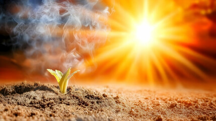 Small Plant Growing in Dry Soil Emits Smoke Under Intense Sunlight