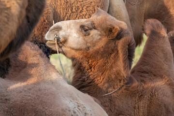 Asia, Mongolia, Eastern Gobi Desert. Headshot of a Bactrian camel.