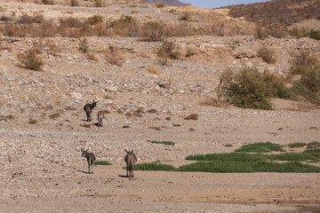 Wild burros in the desert