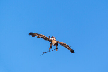 Asia, Mongolia, Bayan-Olgii Province, Kazakh Tribe. Altai Eagle Festival, a captive golden eagle flies high while spotting a fox pelt being dragged below.