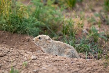 Asia, Mongolia, hustai National Park. Portrait of a Brandt's vole digging at the entrance to its burrow.