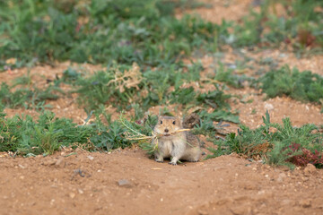 Asia, Mongolia, hustai National Park. Portrait of a Brandt's vole carrying vegetation to its underground den.