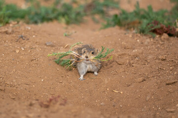 Asia, Mongolia, hustai National Park. Portrait of a Brandt's vole carrying vegetation to its underground den.