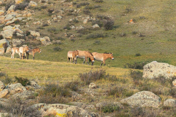 Asia, Mongolia, Hustai National Park. Group of Przewalski's horses graze on the grass between the...