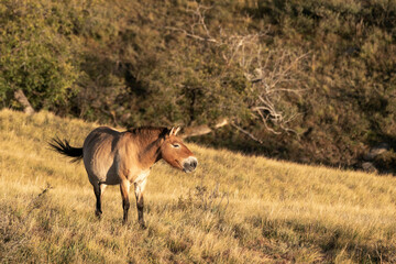Asia, Mongolia, Hustai National Park, Hustai Mountains, portrait of a Przewalski's stallion.