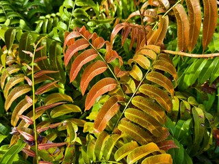 Kelakai plants (Stenochlaena Palustris) grow wild and abundantly in the tropical nature of Kalimantan © RMX IMG