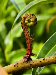young kelakai plants that are about to bloom © RMX IMG