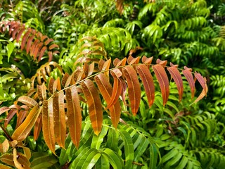 Kelakai plants (Stenochlaena Palustris) grow wild and abundantly in the tropical nature of Kalimantan © RMX IMG