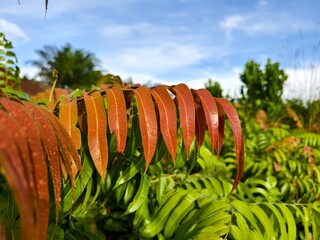 Kelakai plants (Stenochlaena Palustris) grow wild and abundantly in the tropical nature of Kalimantan © RMX IMG