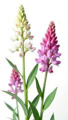 Naklejka premium Delicate tufted vetch flowers against white Vicia Cracca background, flowers isolated, white