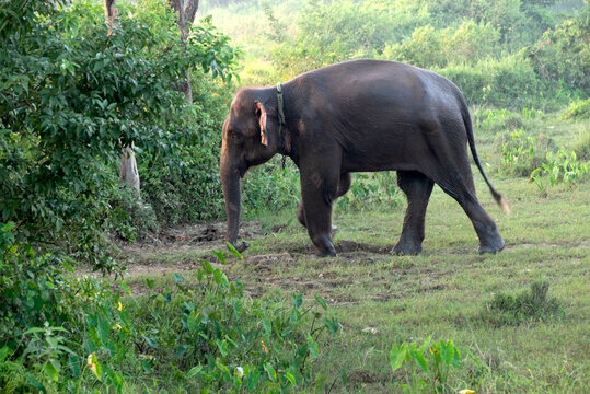Nepal, Sauraha. Protected, non-working Asian elephant walking home.