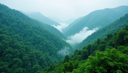 Obraz premium Mist swirls through a dense Kodori Gorge forest, kodori gorge, cloudy, foggy