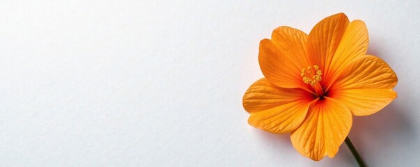 Obraz premium Orange blossom isolated on white paper background, color, springtime