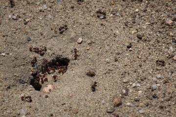 Ants in the Sand
