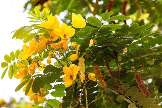 Qatar, Doha. Yellow flowers of golden shower tree (Cassia fistula). - Powered by Adobe