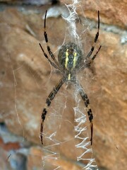 Argiope spider weaving her web