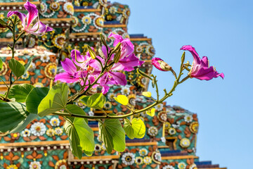 Colorful pink Hong Kong orchid tree, Wat Pho Temple, Bangkok, Thailand. Built in 1600's. One of the...