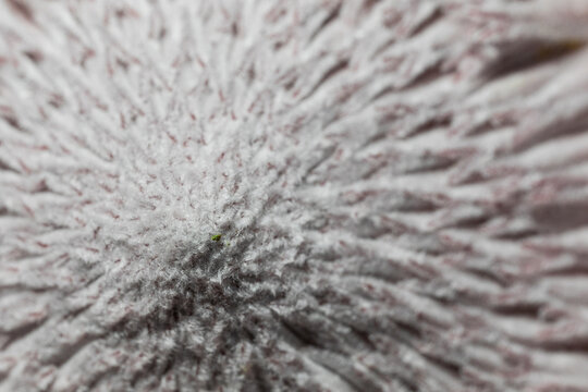 Close-up of a textured white abstract pattern of a protea flower