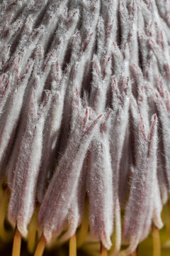 Macro close-up of a fuzzy white and pink protea flower