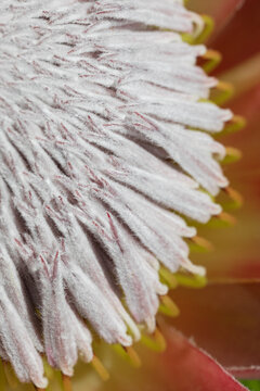 Close-up of a protea flower showcasing its unique texture