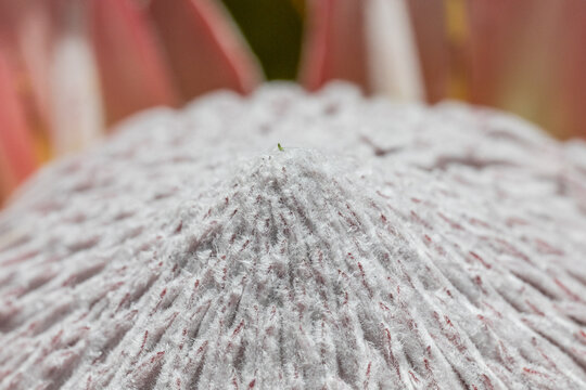 Macro view of a fuzzy protea flower center texture