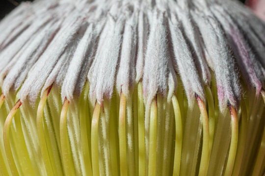 Macro of soft white and green protea flower petals texture