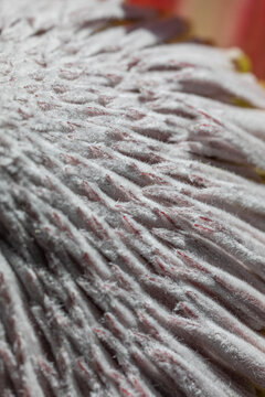 Close-up of soft, fuzzy textured surface in pink hues of.a protea