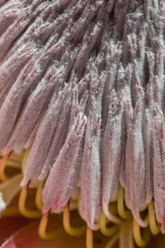 Close-up of soft pink and gray protea flower 