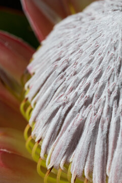 Close-up of an Australian vibrant protea flower in full bloom