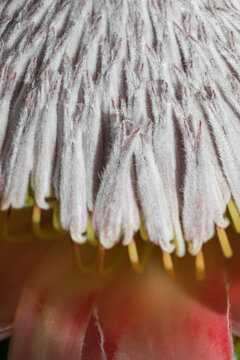 Close-up of a protea flower showcasing its textures.