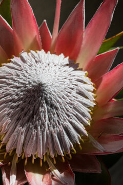 Close-up of a vibrant Australian native Protea flower in sunlight