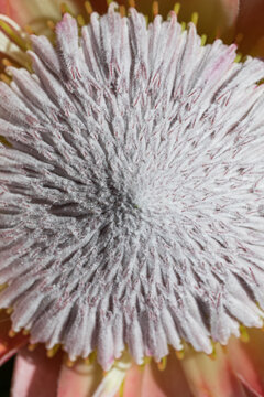 Soft and intricate close-up of a blooming Australian protea flower