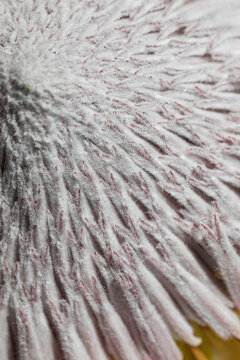 Macro shot of a fuzzy textured plant with pink accents