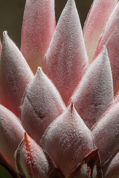 Close-up of a pink protea flower soft fuzzy petals