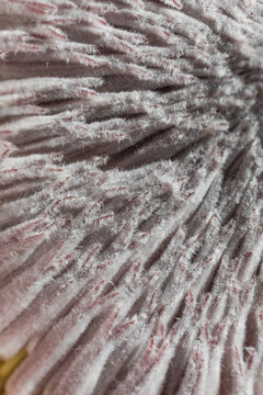 Close-up of textured Kin protea Australian flower