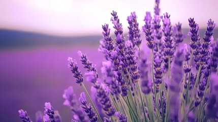 Purple Lavender Field Blossoms Summer Sunset