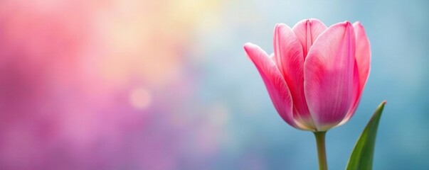 Obraz premium Soft petals of tulip on pastel rainbow background, flowers, background, purple