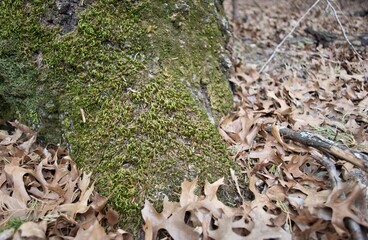Moss and leaves