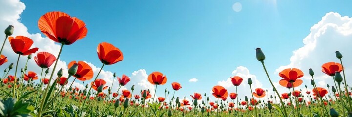 Delicate poppy flowers scattered on a vast blue sky, flowers, bloom