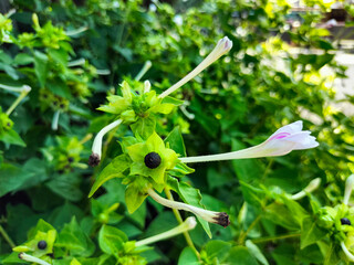 Close up Mirabilis jalapa, the marvel of Peru, four o'clock flower, or bunga pukul empat at the garden, high angle view