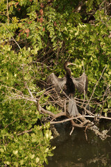 Anhinga black bird perched on small tree limbs on the edge of water. Wings are spread open on a sunny day. Preening with the beak to position feathers.  Mangroves green tree in the background in early