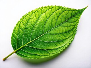 Obraz premium Fresh Green Leaf on White Background - Minimalist Nature Stock Photo