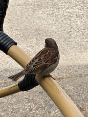 A sparrow up close
