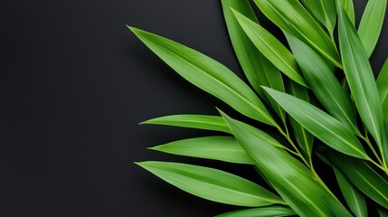 Fototapeta premium Close-up of green bamboo leaves on black background