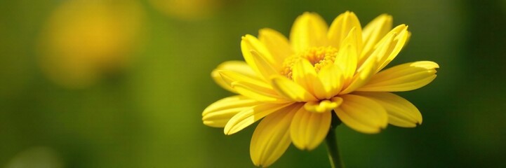 Fototapeta premium Delicate petals of yellow chrysanthemum unfolding, flowers, garden, yellow