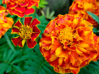 Close-up of Beautiful Flowers Tagetes patula, the French marigold, Cocok botol, or Tahi kotok in the garden