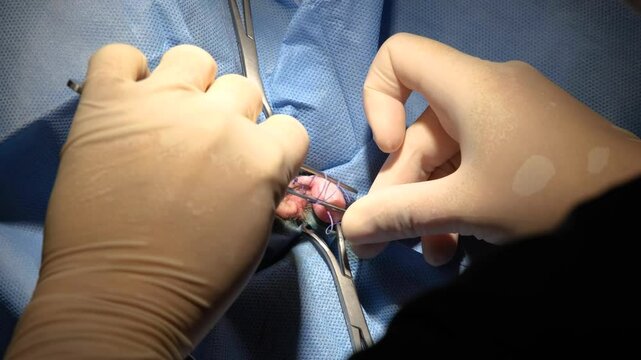 Spay and neuter surgery on a male cat in the operating room of a veterinary clinic