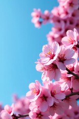 Obraz premium Pink blossoms in full bloom against a bright blue sky, floral, flower, landscape