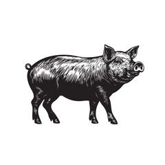 black and white illustration of pig