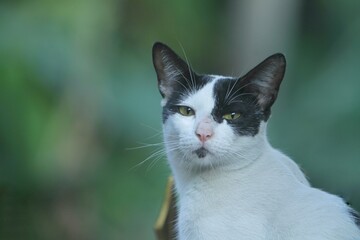 portrait of a common cat looking forward curiously